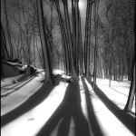 Backlit trees © Bob Pliskin 2013