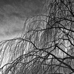 Leafless Willow  © Bob Pliskin 2013